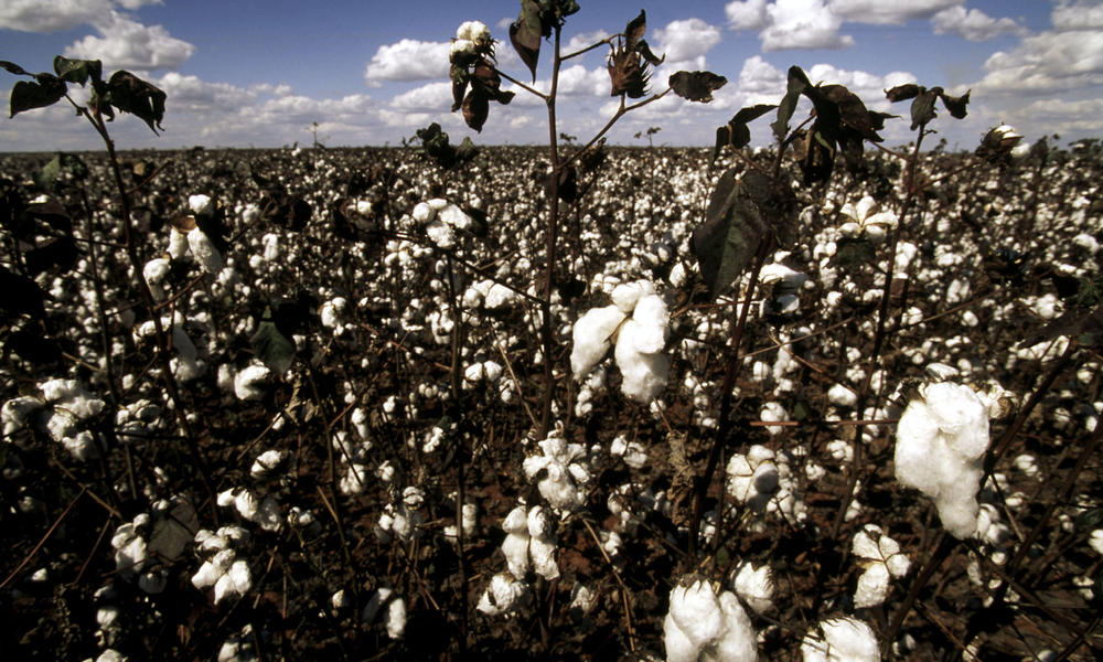 Image of a cotton field, linking large scale farming for the fashion industry to climate change