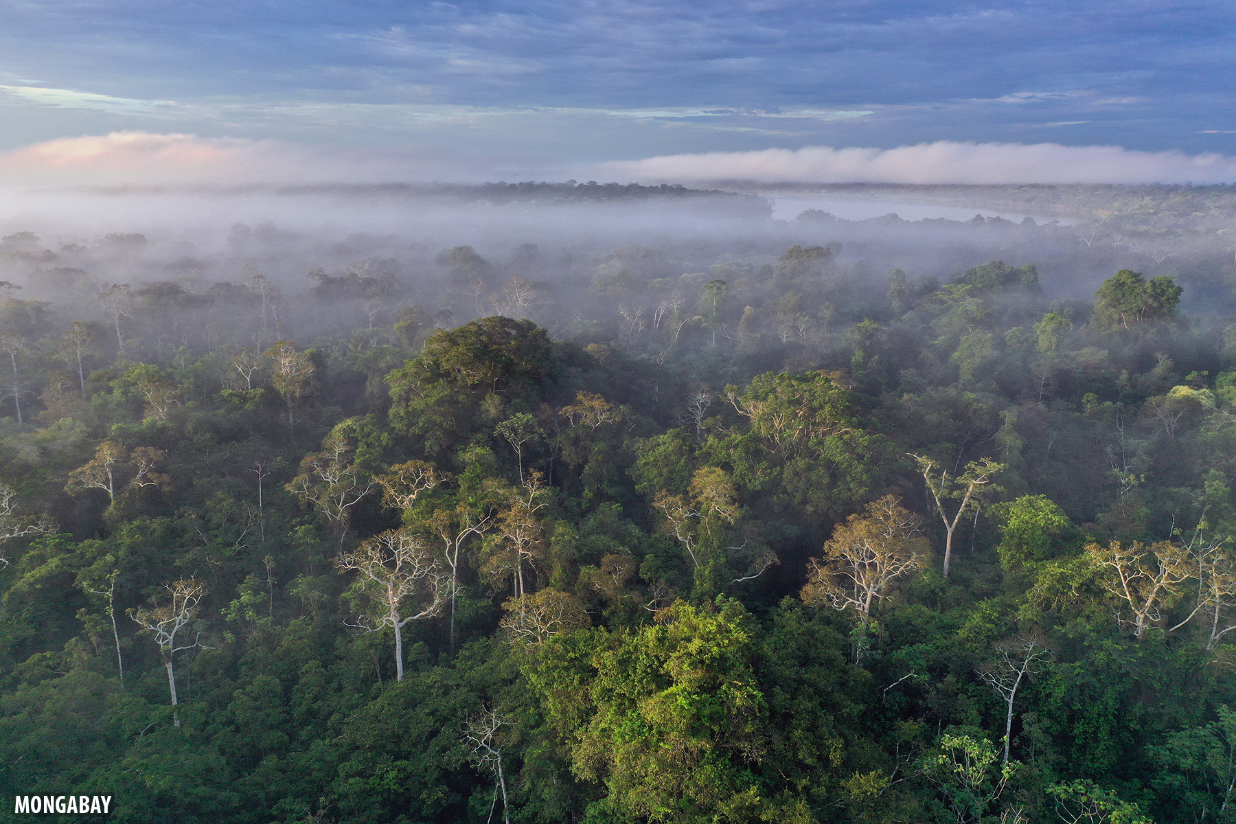 Image of the Amazon rainforest from above - With credit to Mongabay