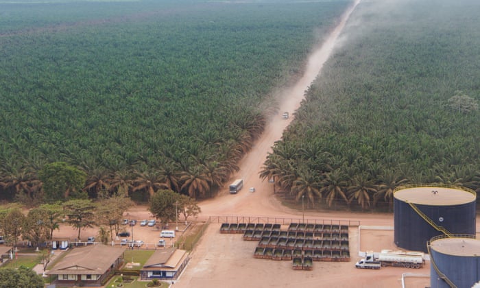 A new danger - Brazil sets sights on palm oil - From one Tribe story about how we are now in an extinction event