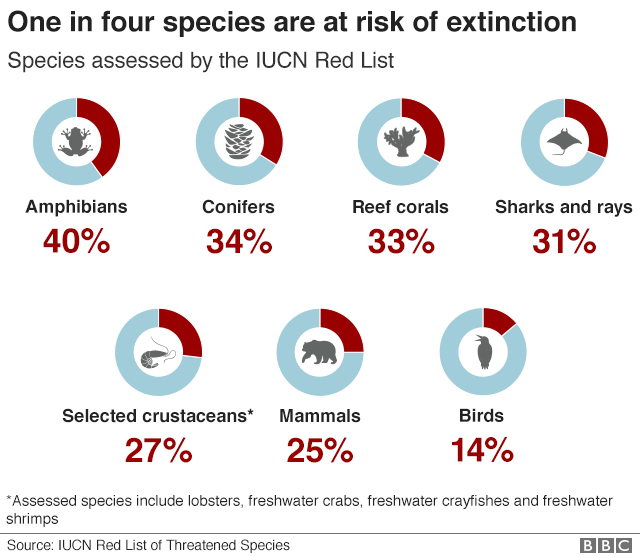 One in four species are at risk of extinction - IUCN Red List & BBC - Supports story - Attenborough - We are now part of a mass extinction