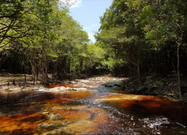 Amazon mangroves- Amazon river cruises