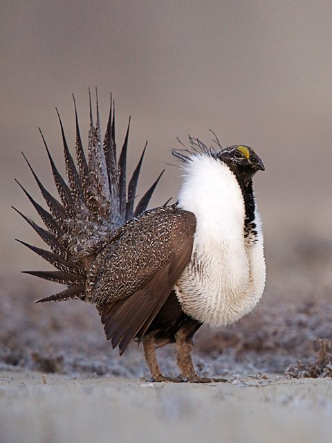 The sage grouse in its natural habitat