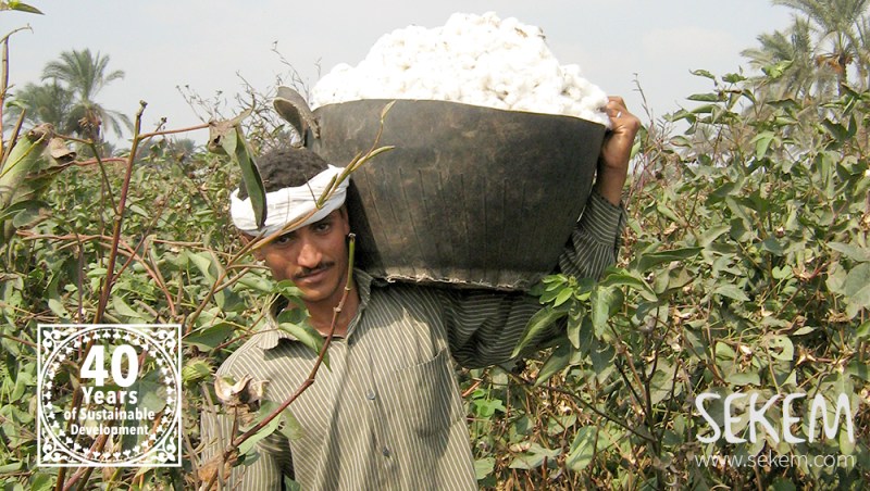 Sekem - Fartrade farmer holding cotton