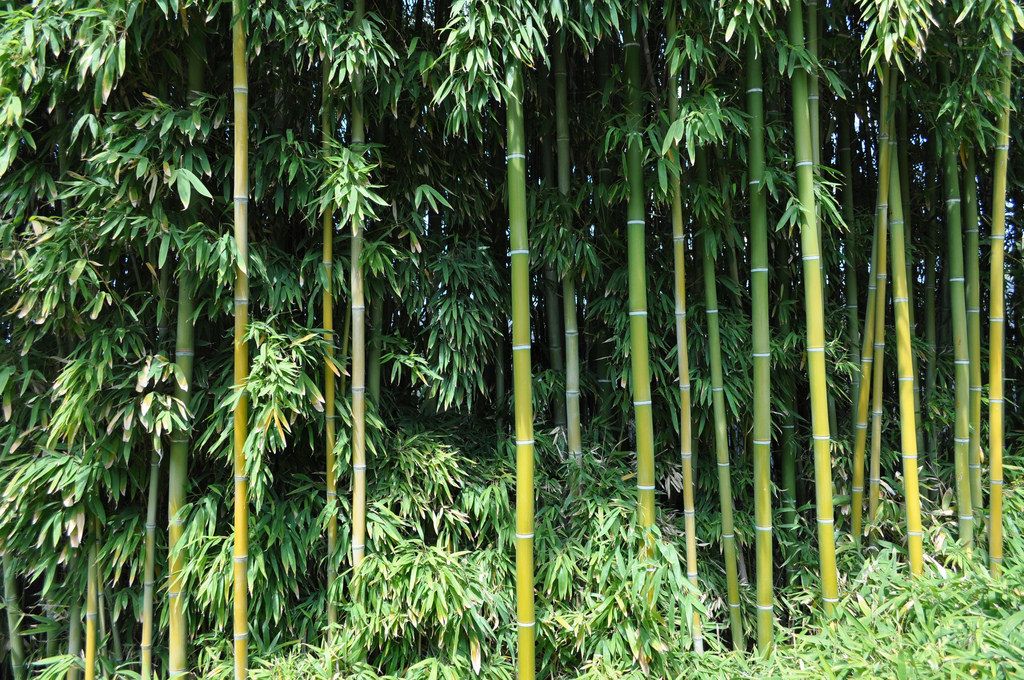image of a sustainable bamboo forest