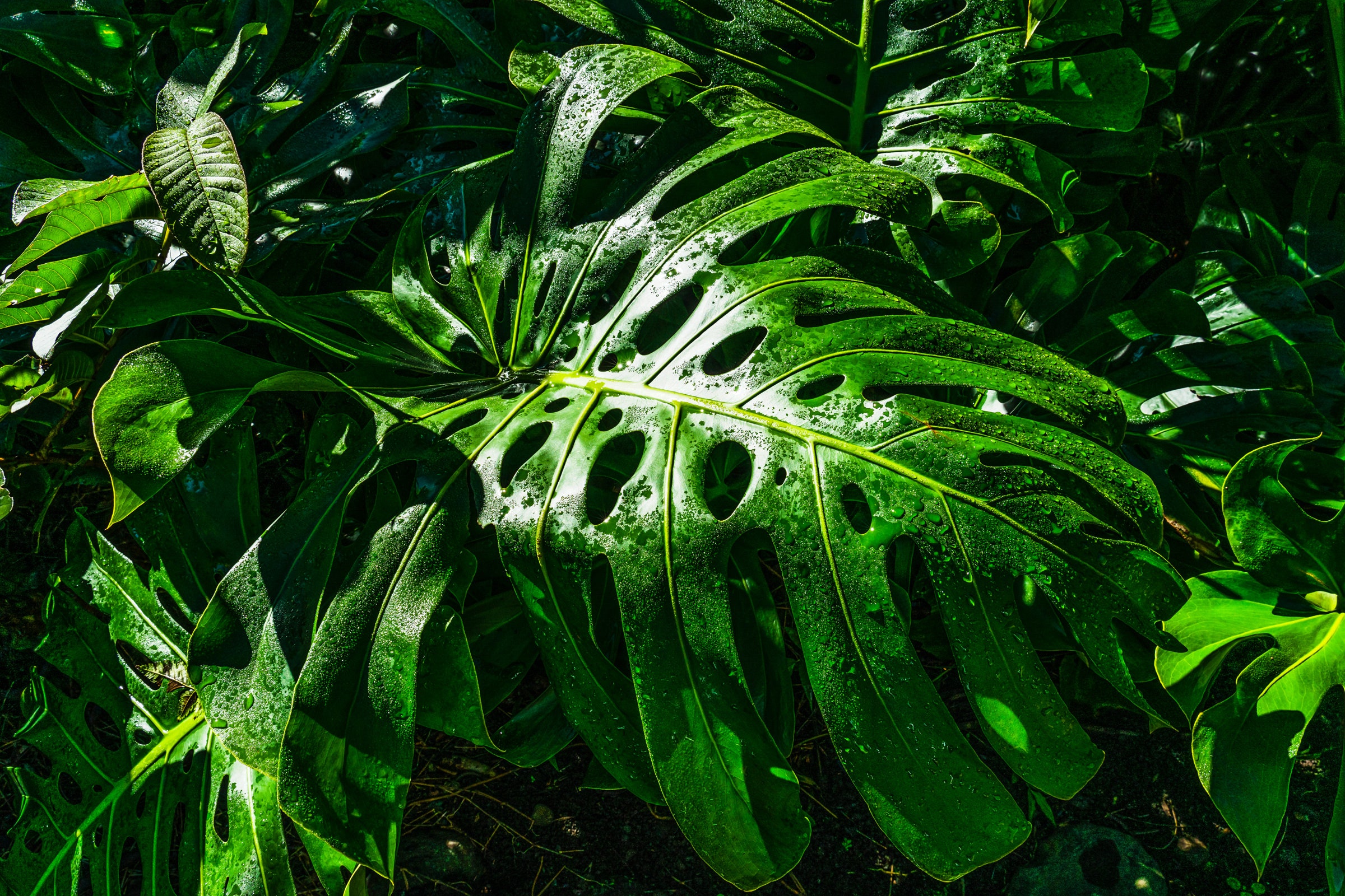 Plants store carbon