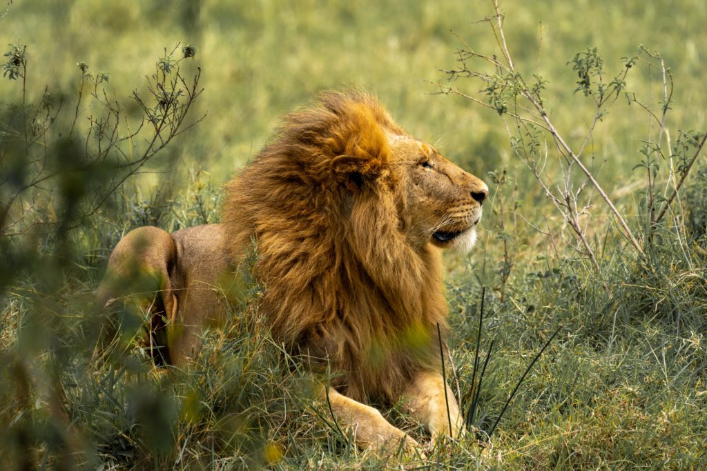 Lion lying on the savannah with the air stirring his mane
