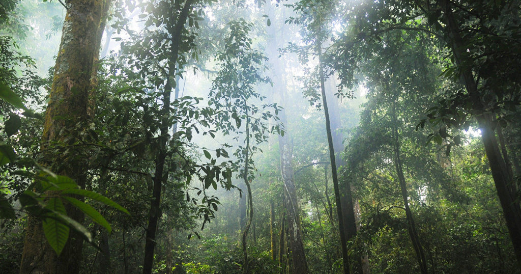 Untitled-1_0007_Pixabay-Rainforest-Canopy-1