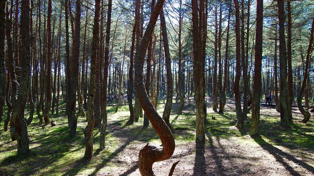 The dancing forest in Kalinigrad Russia photo credit Anna Chaplygina WikiCommons