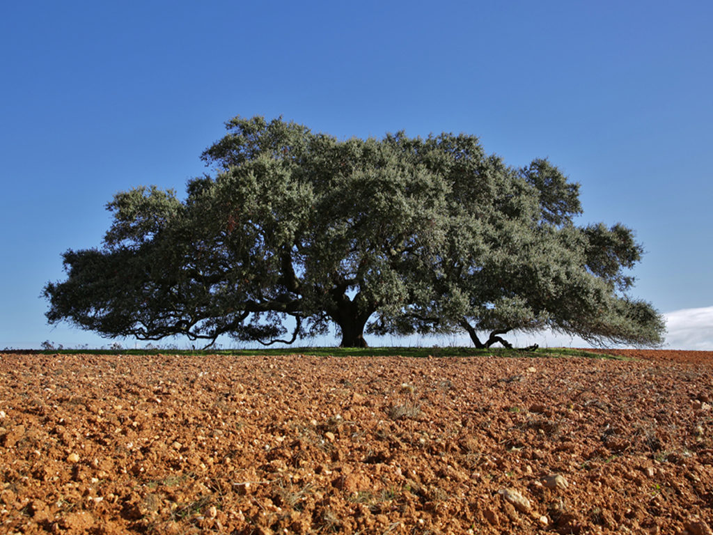 large holm oak photo credit Nuno Sequeira