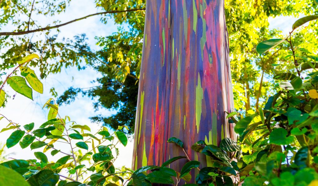 rainbow eucalyptus tree in hawaii