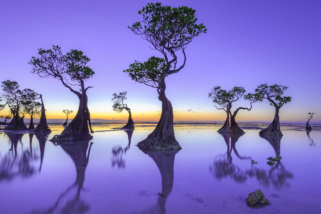 walakiri beach dancing mangrove trees
