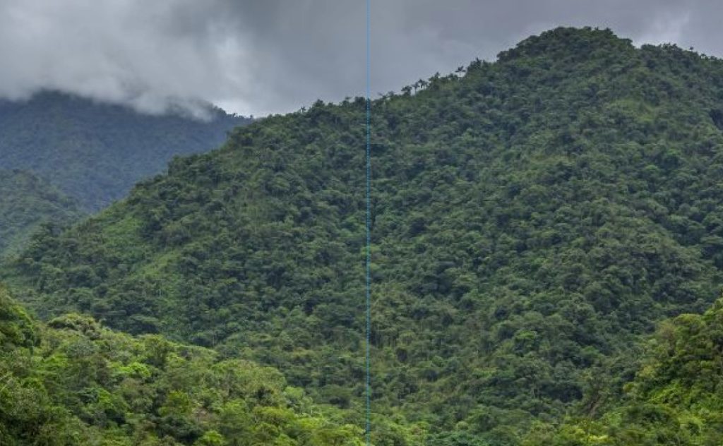 Peru - Toldopampa Cloud Forest