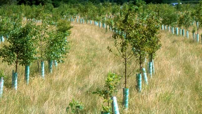Tree planting as a carbon offsetting solution - Full Credit to the Woodland Trust