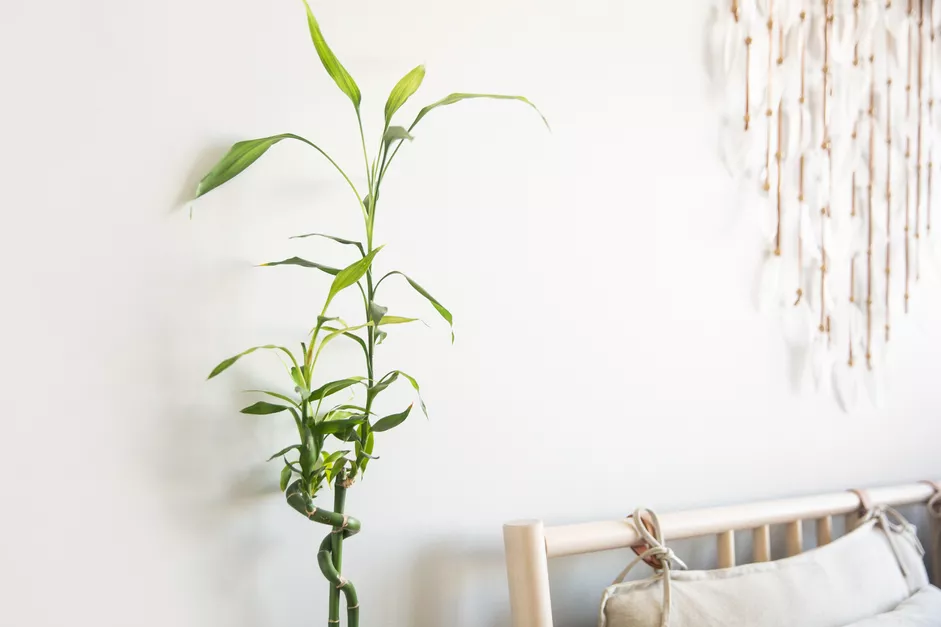 indoor bamboo plant for the bedroom