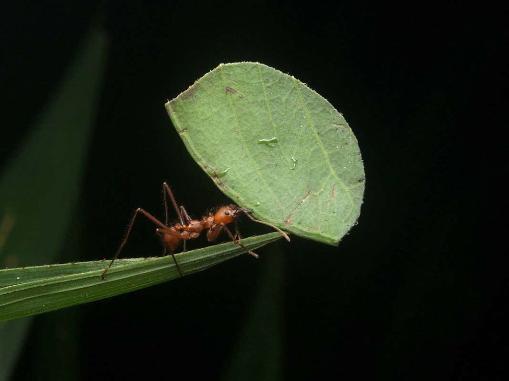 Leafcutter ant carrying a large green leaf