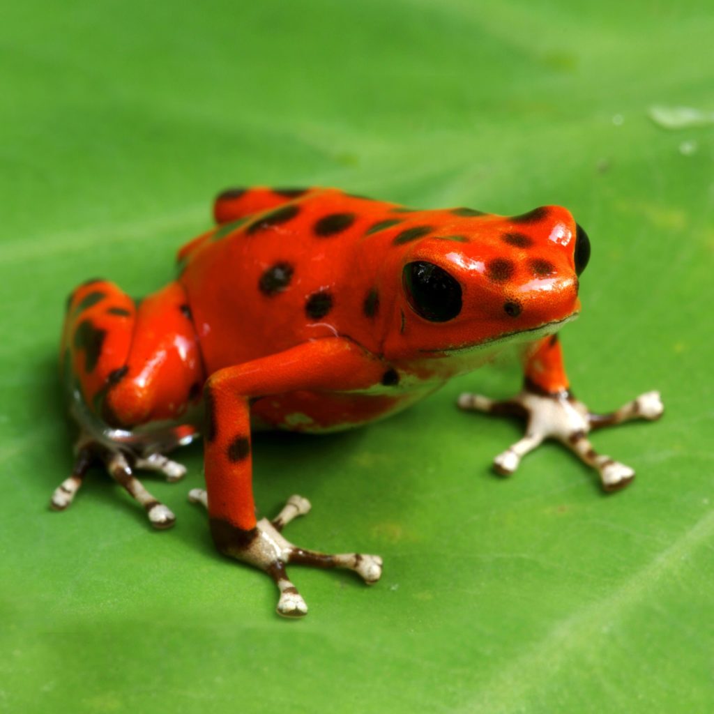 What Animals Live in the Rainforest Poison Dart Frog
