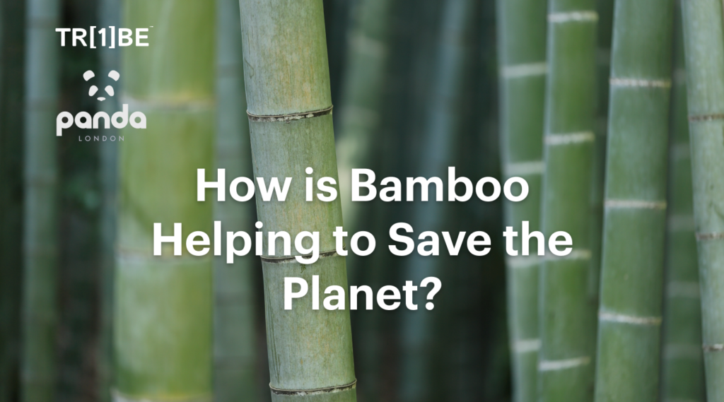 how is bamboo saving the planet tribe x panda