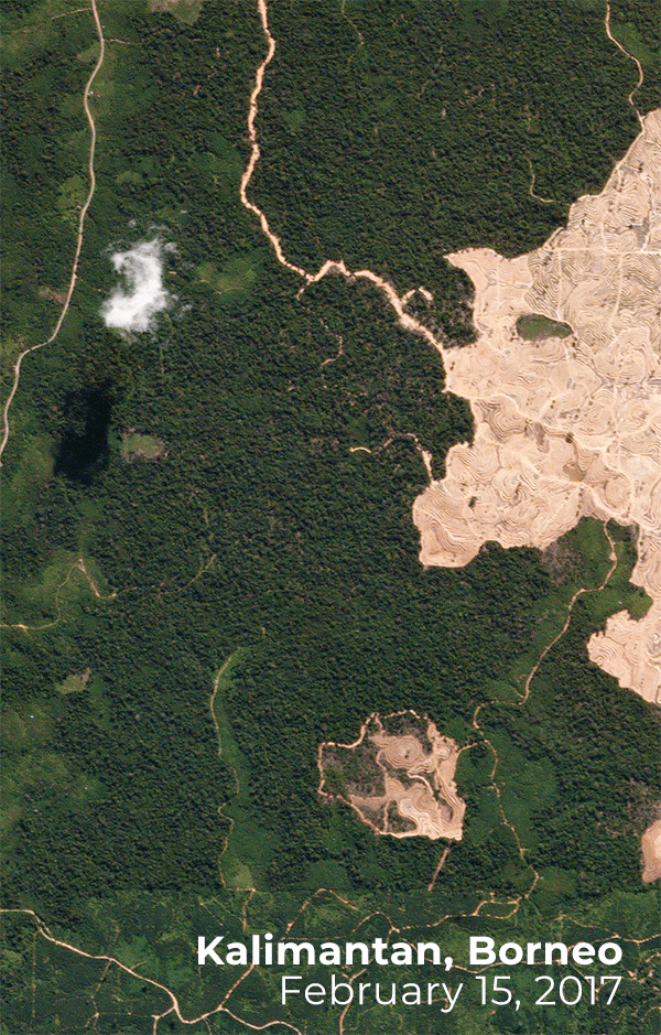 the issue with palm oil satellite imagery of palm oil deforestation in borneo