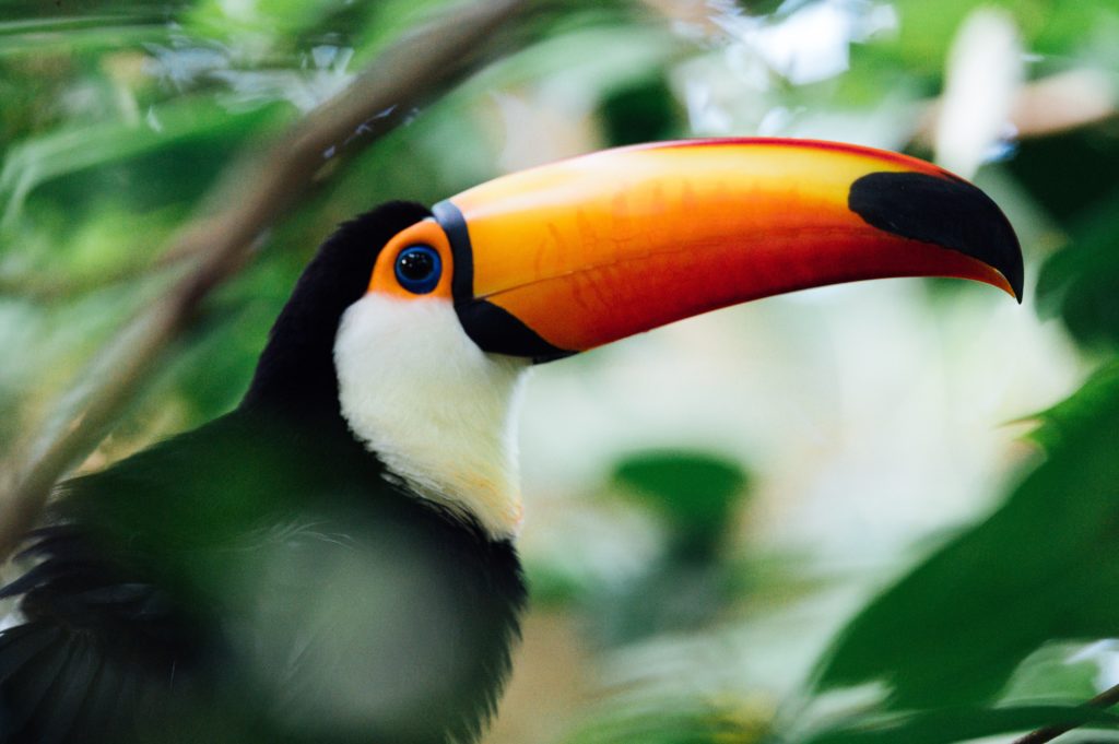 what animals live in the amazon rainforest toucan bird