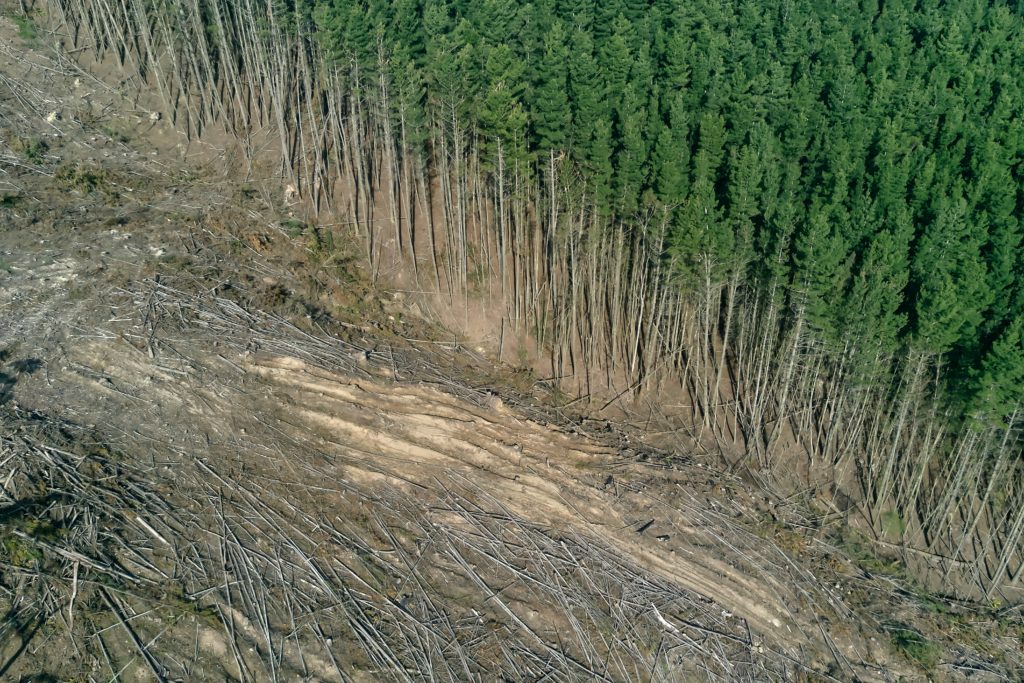 deforestation before and after of trees
