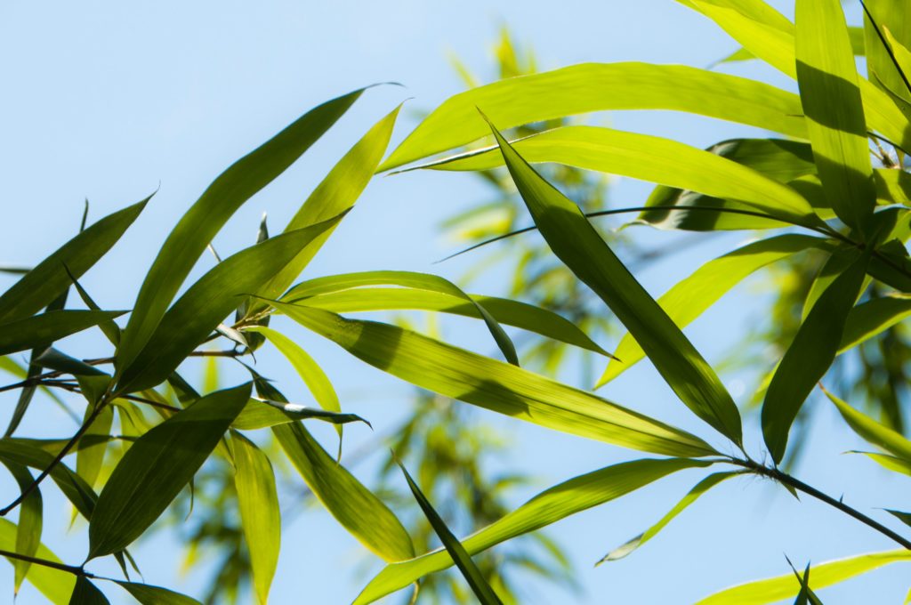 bamboo purifies the air