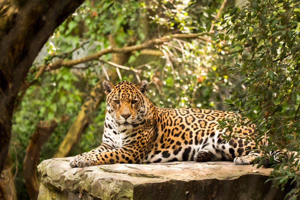 jaguar amazon rainforest