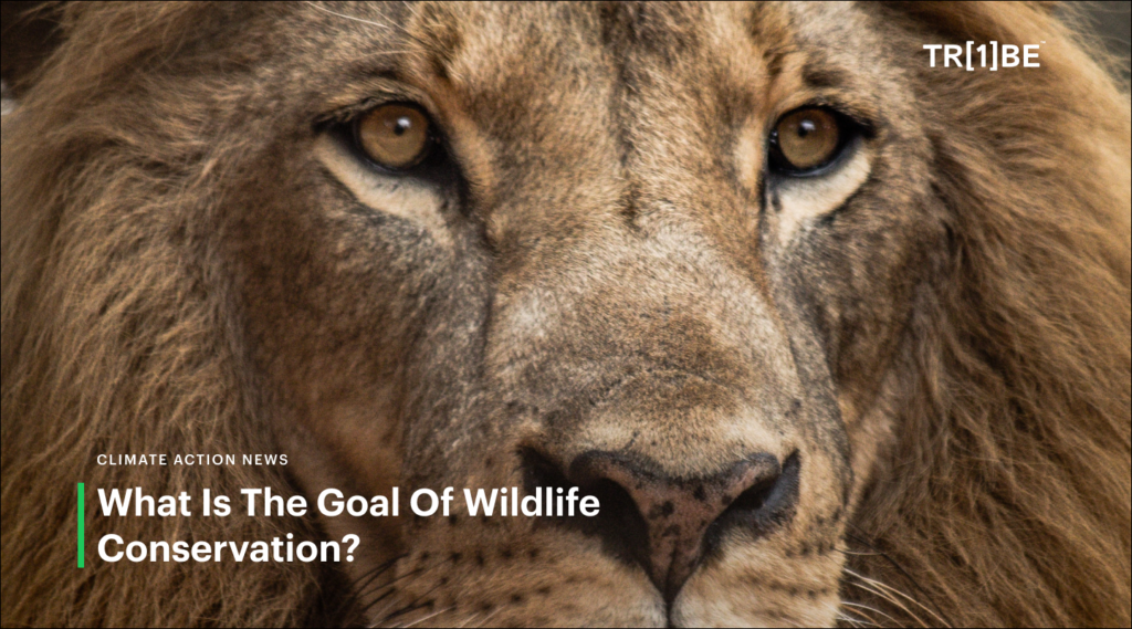 What is the goal of wildlife conservation