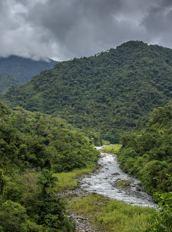 Peru - cloud forest project