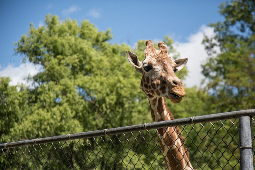 giraffe looking over the top of a wire fence in a zoo