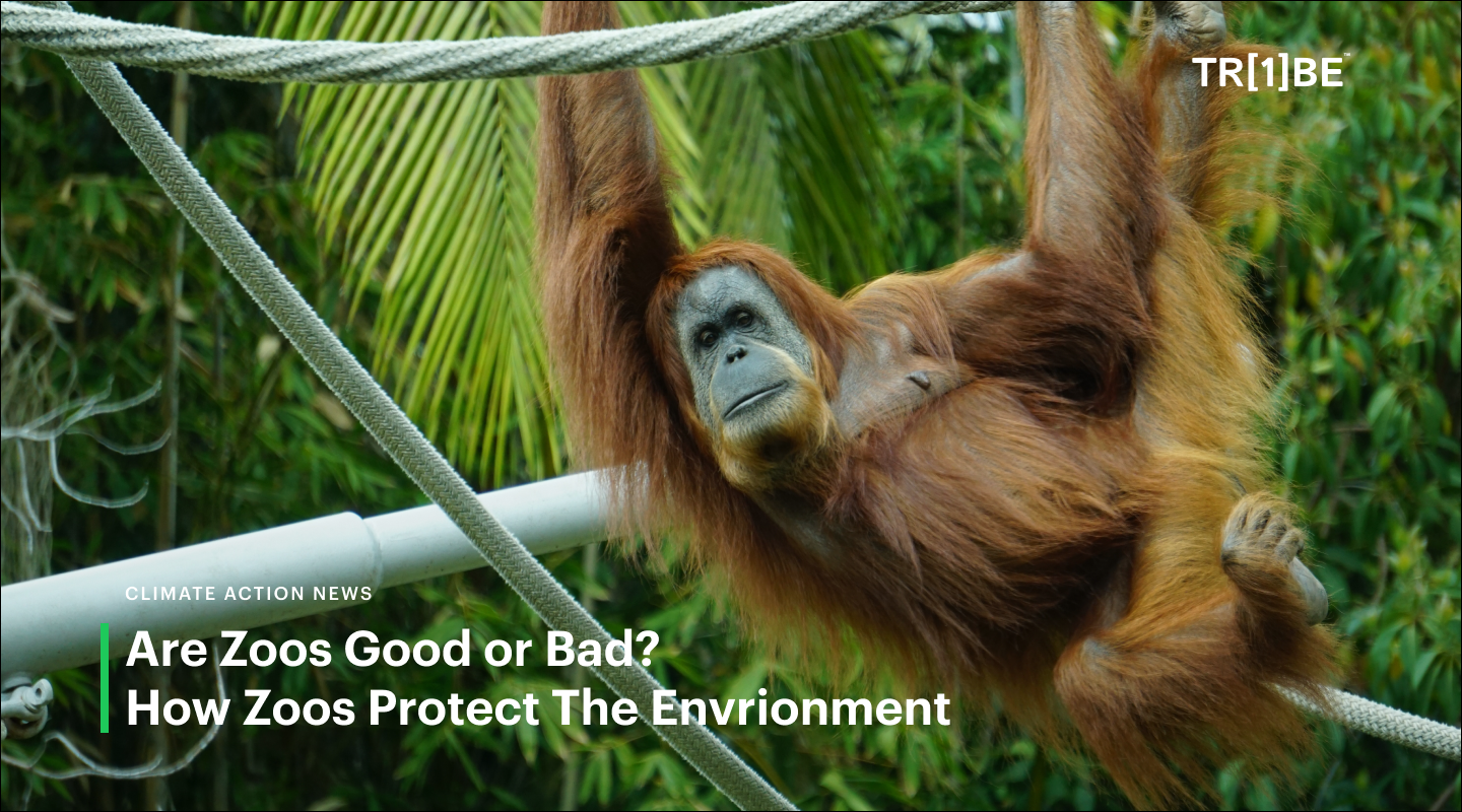 Are Zoos Good or Bad? How Zoos Protect The Environment - One Tribe