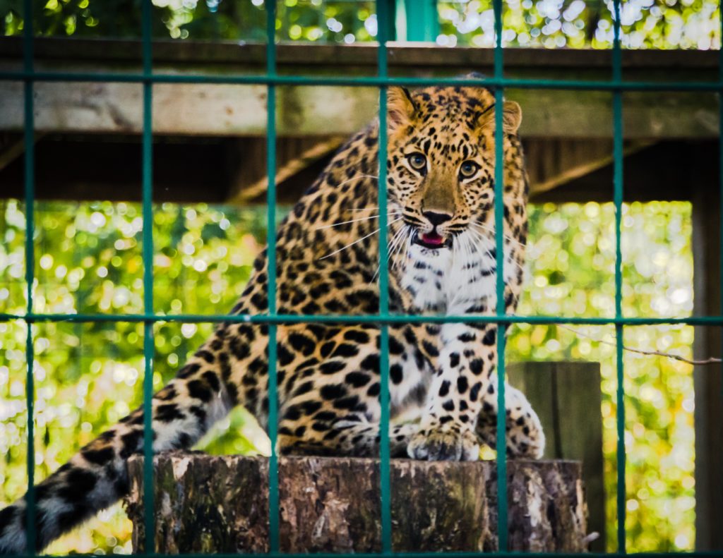 cheetah behind bars