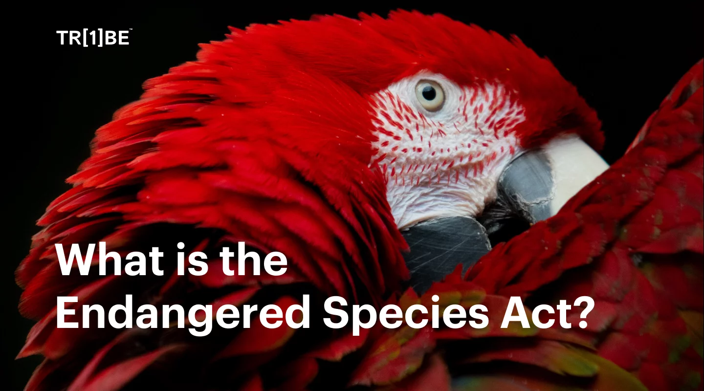 What is The Endangered Species Act