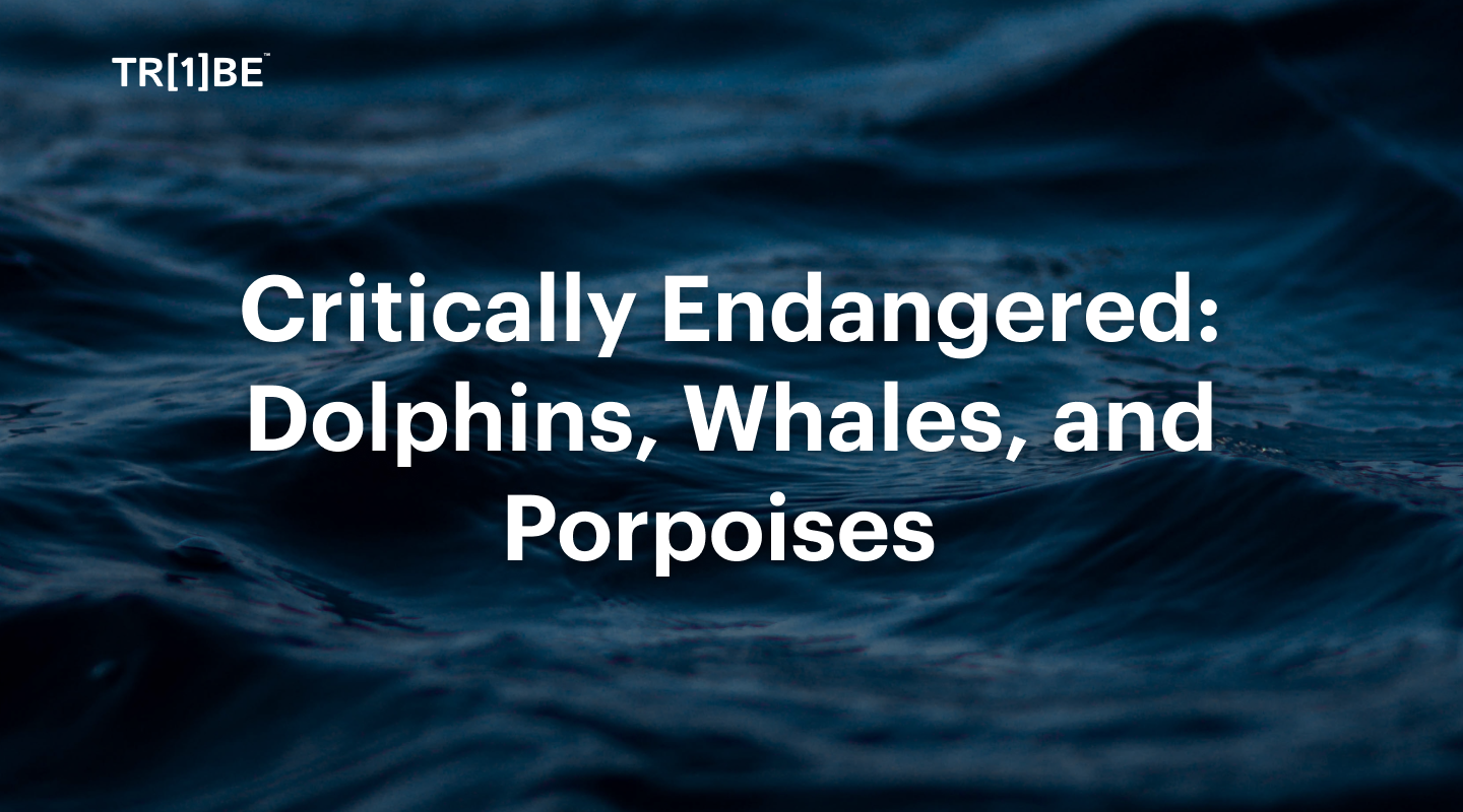 4 Critically Endangered Dolphins, Whales, and Porpoises