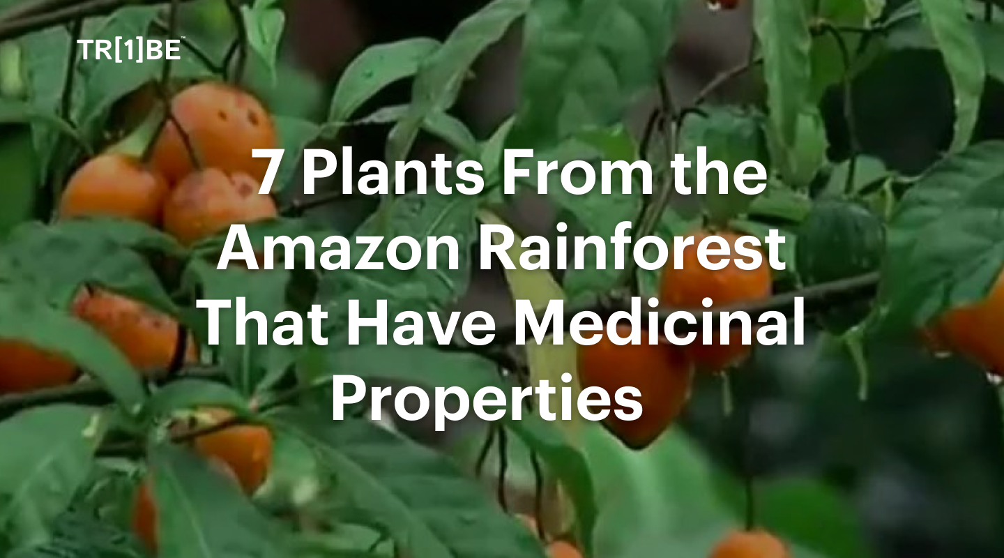 7 Plants From the Amazon Rainforest That Have Medicinal Properties