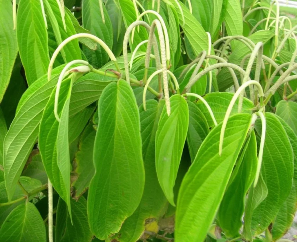 Cordoncillo Negro plant