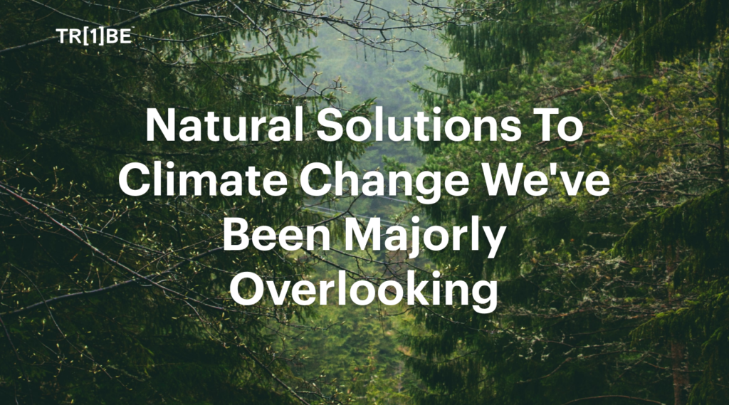 Natural Solutions To Climate Change We've Been Majorly Overlooking (2)