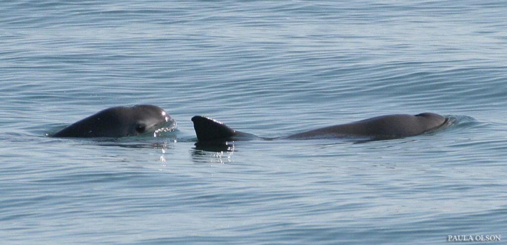 Vaquita dolphin endangered dolphins swimming in the sea