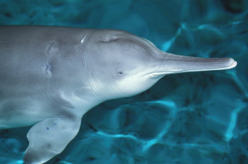 baji dolphin endangered dolphin