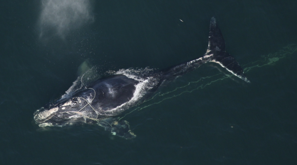 critically endangered whales the North Atlantic Right Whale in the ocean