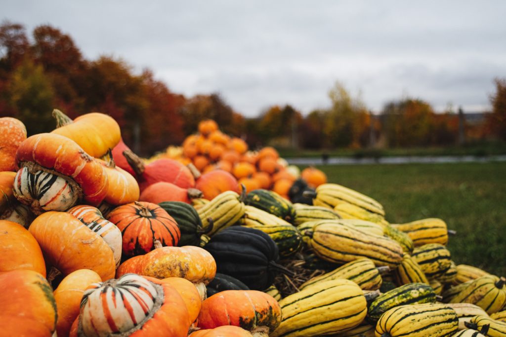 how to dispose of pumpkins give them to your local food bank