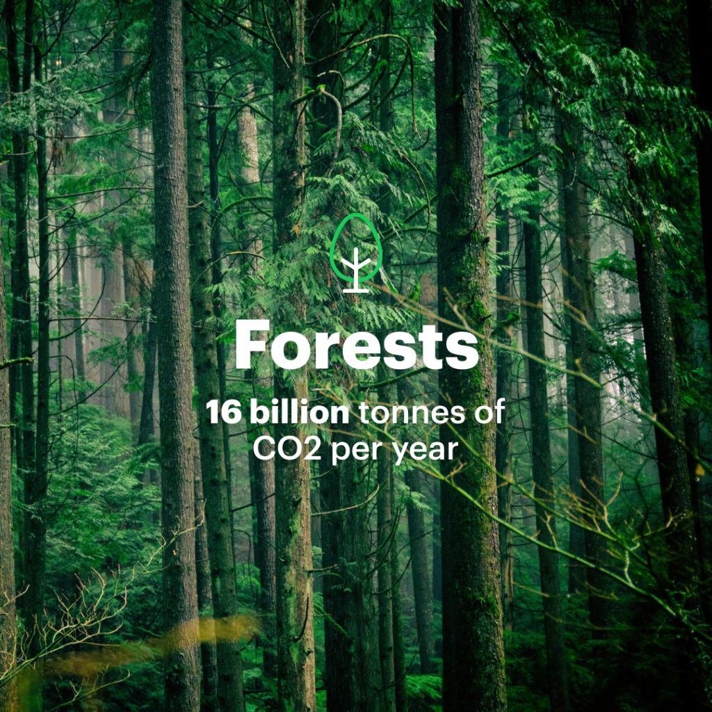 natural solutions to climate change forests