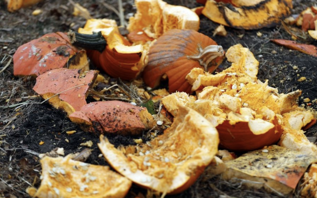 pumpkin compost decomposing on the ground in the soil