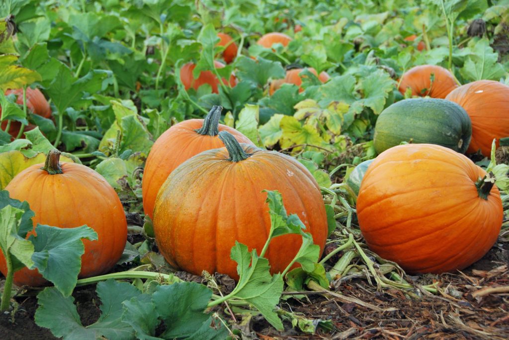 pumpkin patch with lots of fully grown pumpkins on the soil