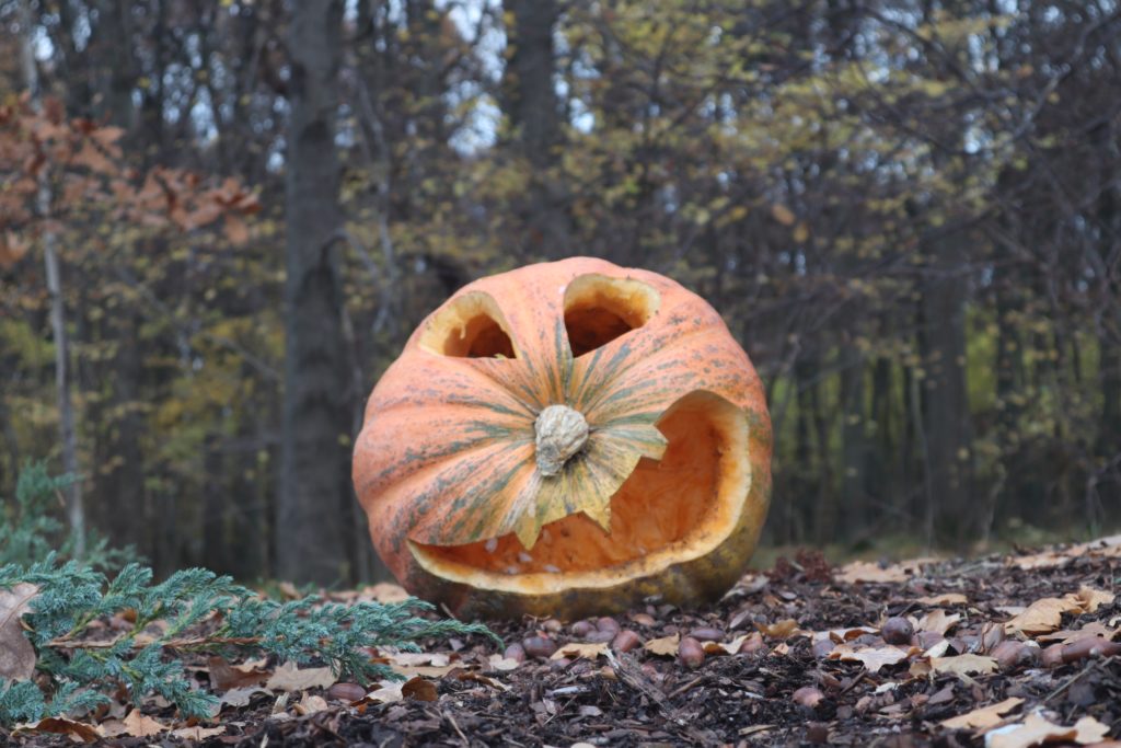 smiling pumpkin in the ground slowly decaying and composting