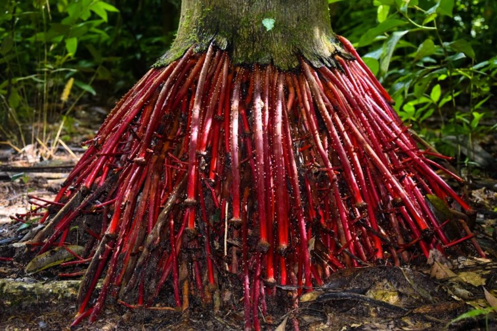 wasai plant amazon rainforest medicinal plant