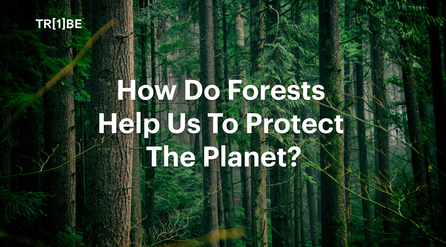 How Do Forests Help Us To Protect The Planet_