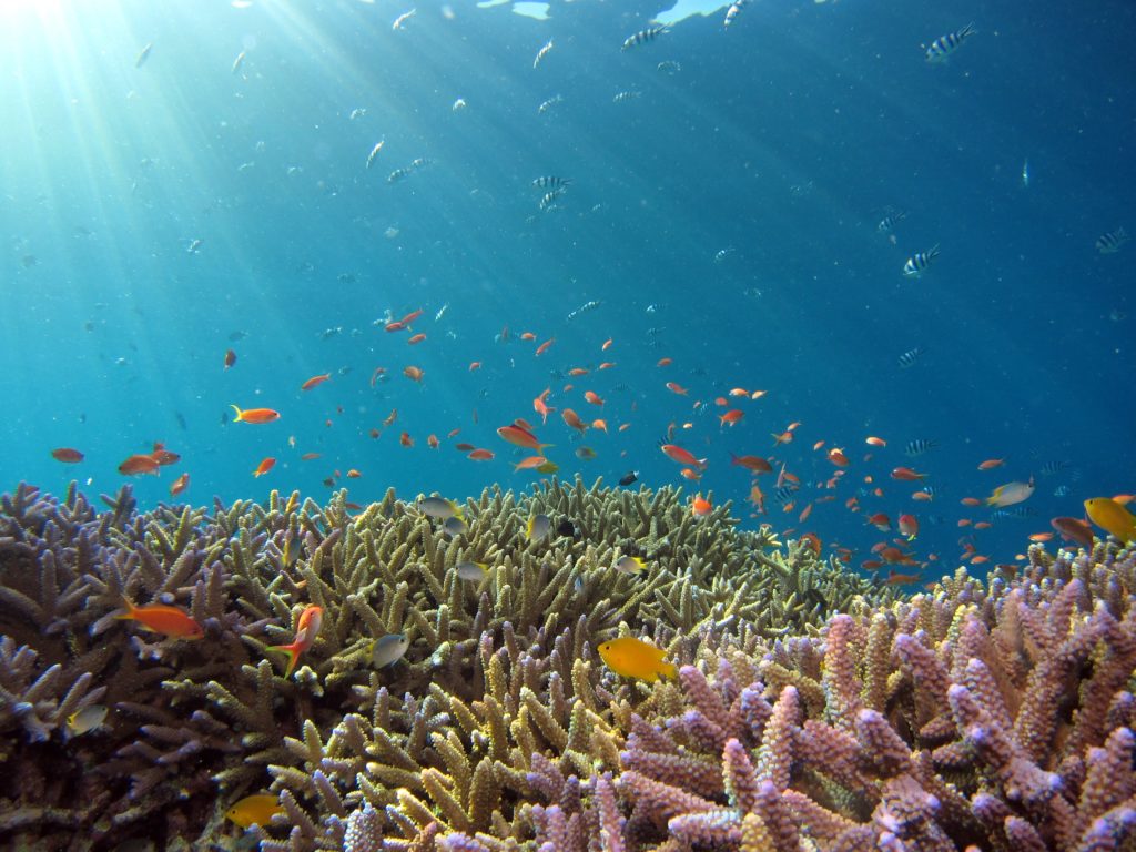 bright coral and small orange fish swimming amongst the coral reefs