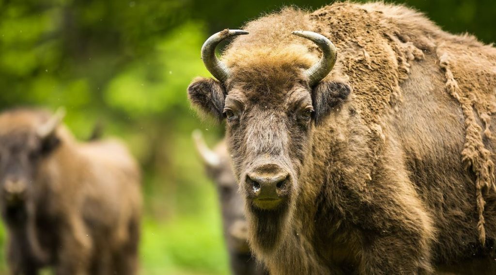 wild bison in the UK