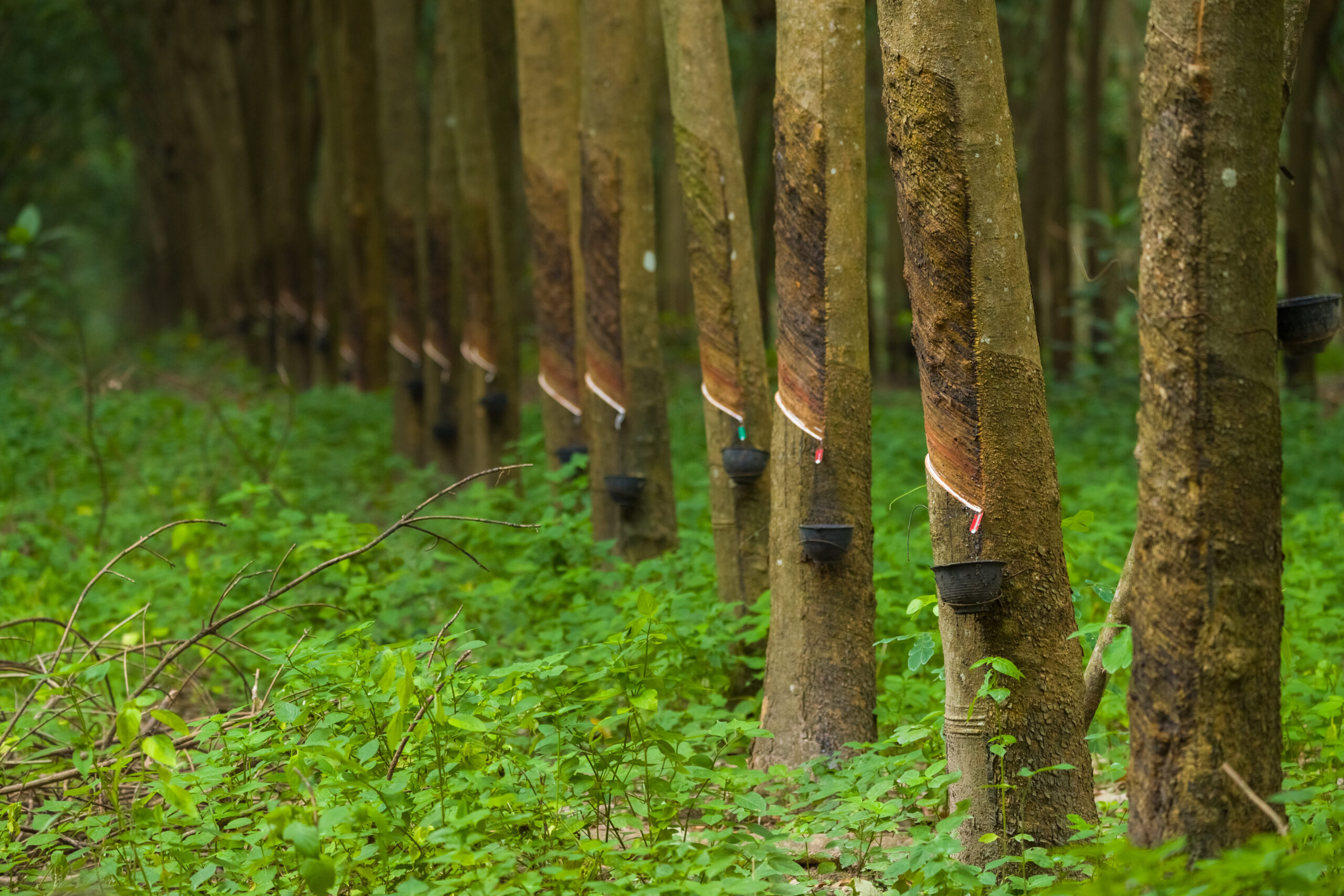 Green trees with narrow trunk in rubber plantation