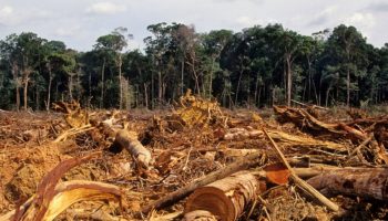 Amazon-rainforest-Being-deforested